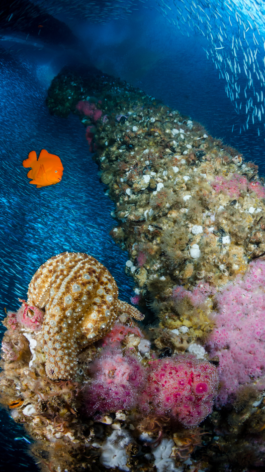 Offshore Wind Farms Are Creating New Havens for Diverse Marine Life!