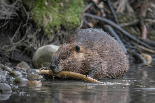 Beavers Save Czech Taxpayers $1.2 Million by Creating Natural Wetland